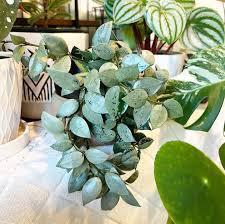 Hoya