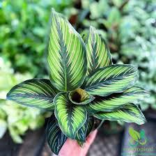 Calathea