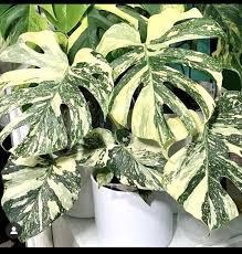 Monstera