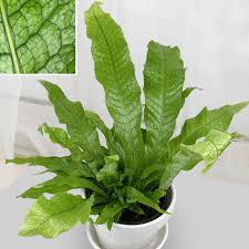 Fern