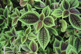 The Healing Hedge Witch’s Pilea features green leaves with dark, textured veins and serrated edges—a pet-friendly indoor plant that thrives in medium indirect light.