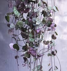 String of Hearts