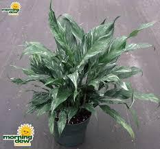 Spathiphyllum sp. Peace lilly