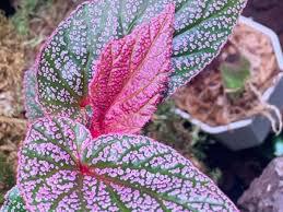 Begonia