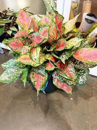 Aglaonema