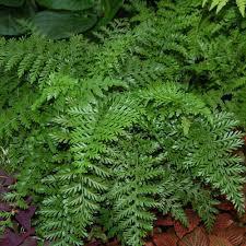 Fern