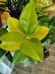 Ficus
