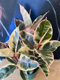 Ficus