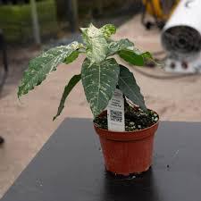 Ficus