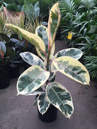 Ficus