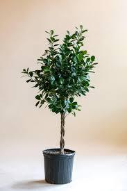 Ficus