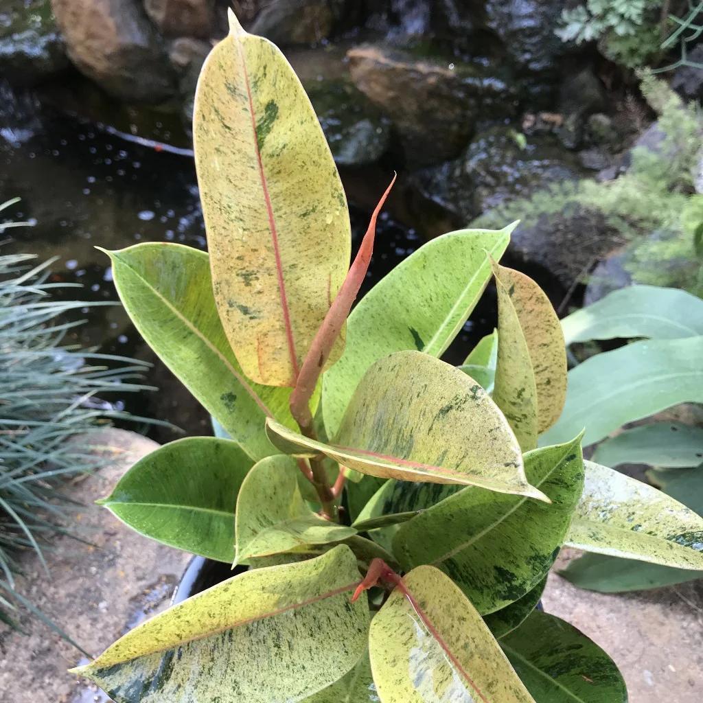 Ficus Shivererana