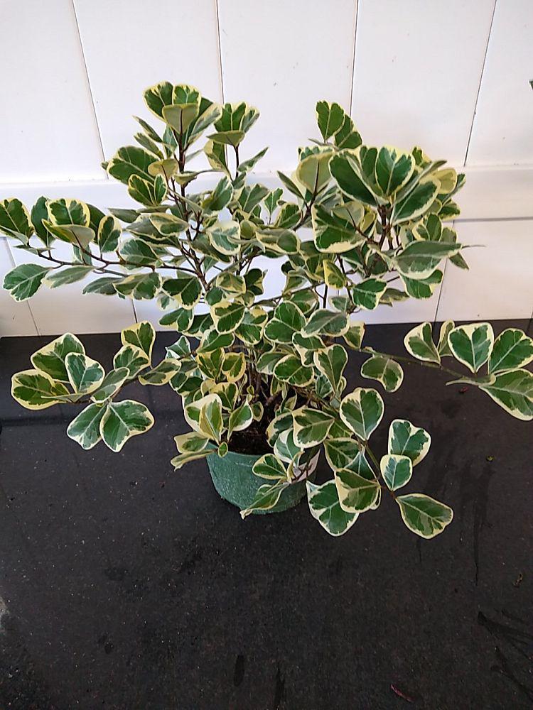 Ficus Triangularis