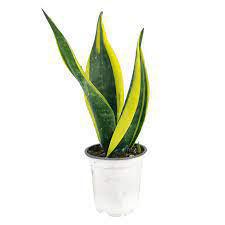 Gold Flame Snake Plant