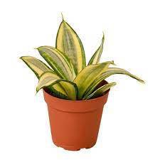 Gold Hahnii Snake Plant