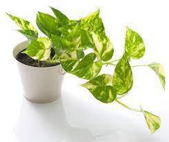 Golden Pothos Epipremnum