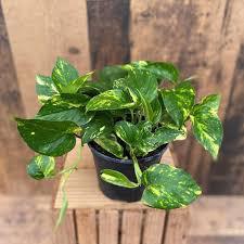 Golden Pothos Epipremnum