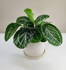 Green Goddess Calathea