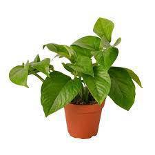 Green Queen Pothos
