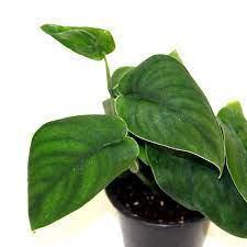 Green Satin Scindapsus