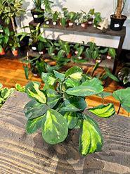 Hoya