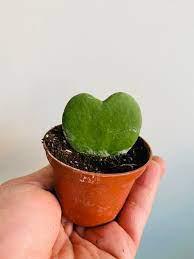 Hoya Heart