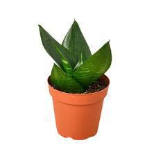 Jade Snake Plant
