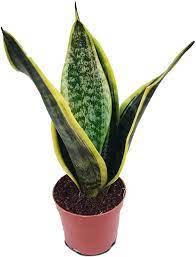 Laurentii Snake Plant