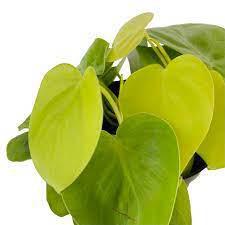 Lemon Cordatum Philodendron