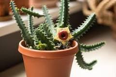 LIfesaver cactus - Huernia