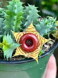 LIfesaver cactus - Huernia