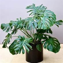 Monstera