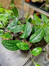Monstera