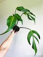 Monstera