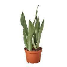 Moonshine Snake Plant