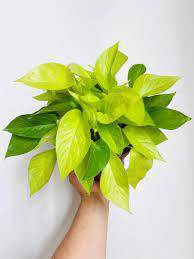 Neon Pothos - Epipremnum