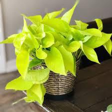 Neon Pothos - Epipremnum