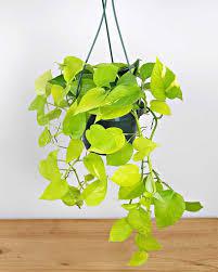 Neon Pothos - Epipremnum