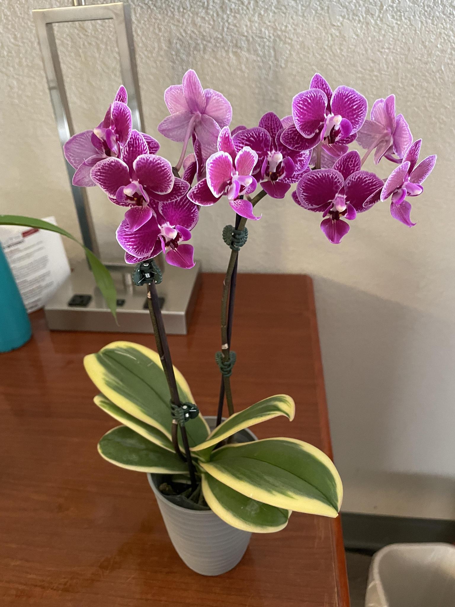 Orchid