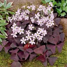 Oxalis Shamrock Plant