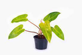 Painted Lady Philodendron
