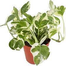 Pearls and Jade Pothos