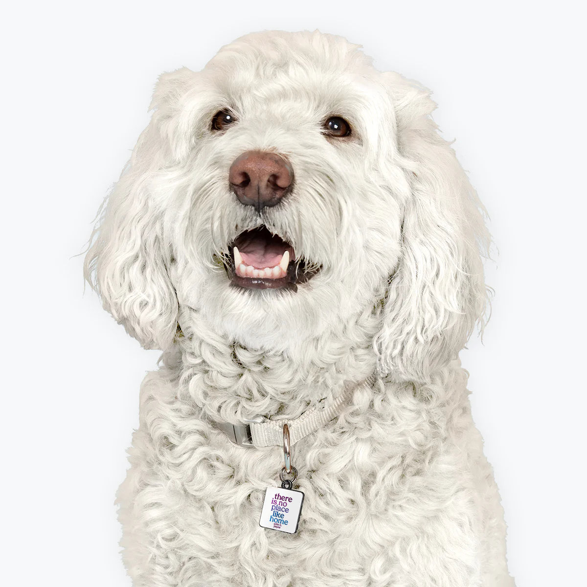Pet Collar Charm