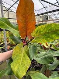 Philodendron