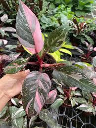 Philodendron
