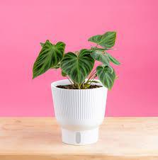 Philodendron