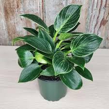 Philodendron