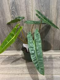 Philodendron