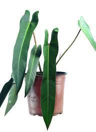 Philodendron