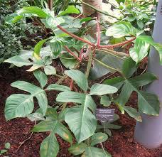 Philodendron